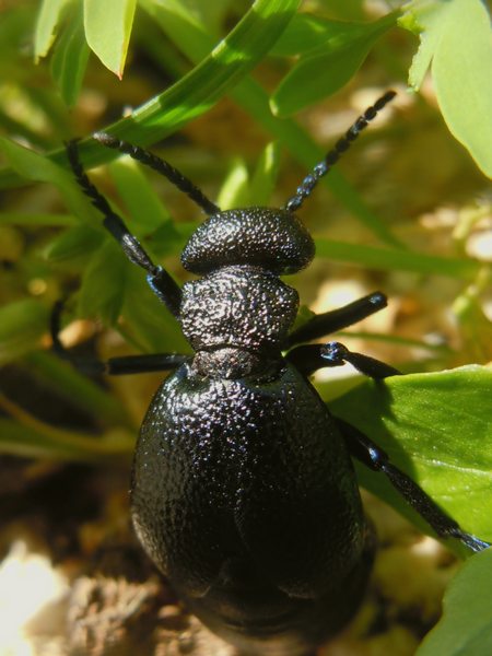 ...dalla Gallura... Meloe cicatricosus